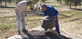 Olivarero convenio campo asajacordoba oleo