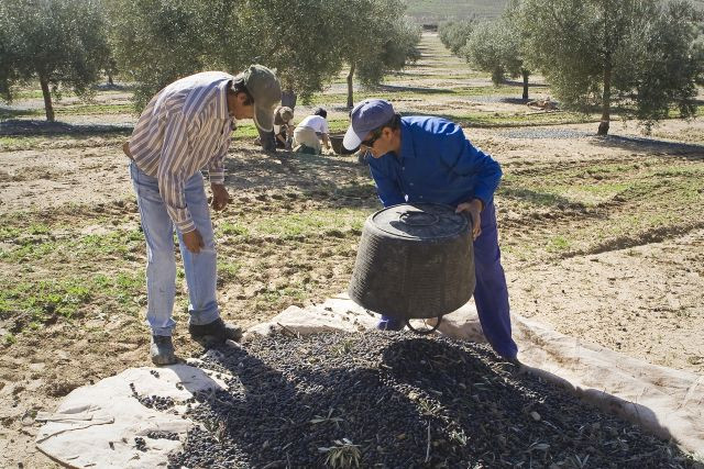 Olivarero convenio campo asajacordoba oleo