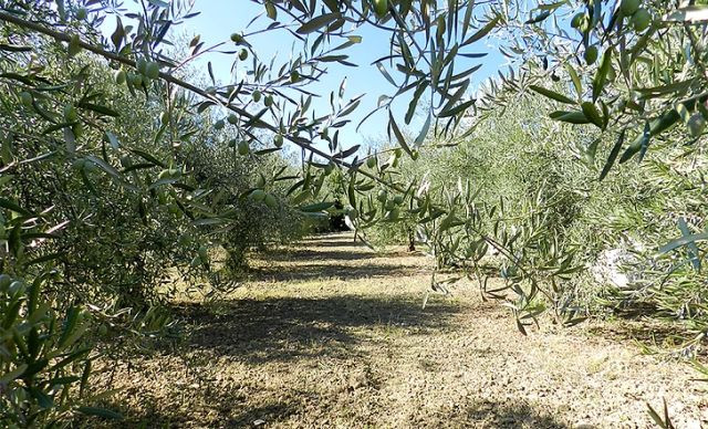Dorafarm italia olivo secologicos clima oleo