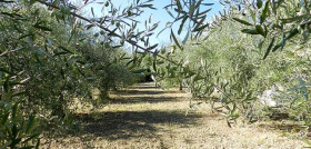 Dorafarm italia olivo secologicos clima oleo