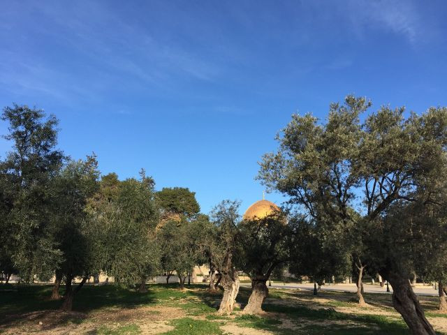 Israel xylella 4623