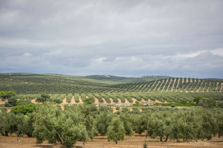Olivarjaen 123rf 4624