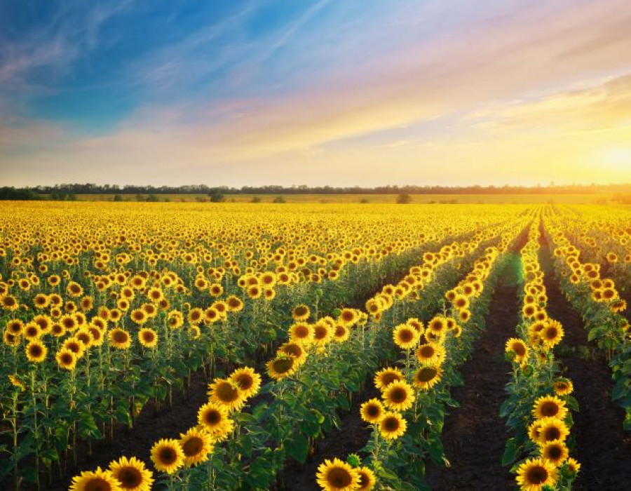 Girasol 4600