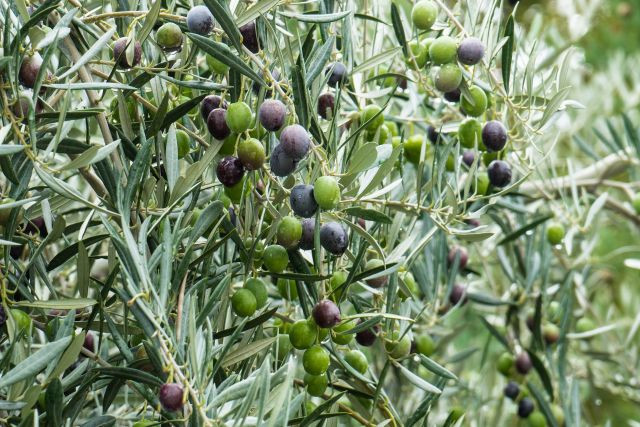 Xylella2 4584
