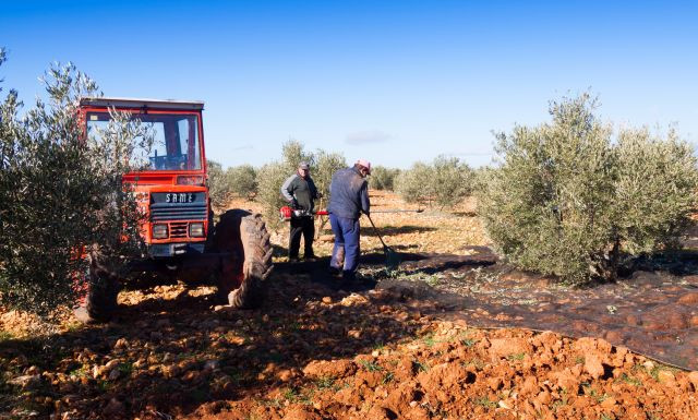 Agricultorolivar 4579