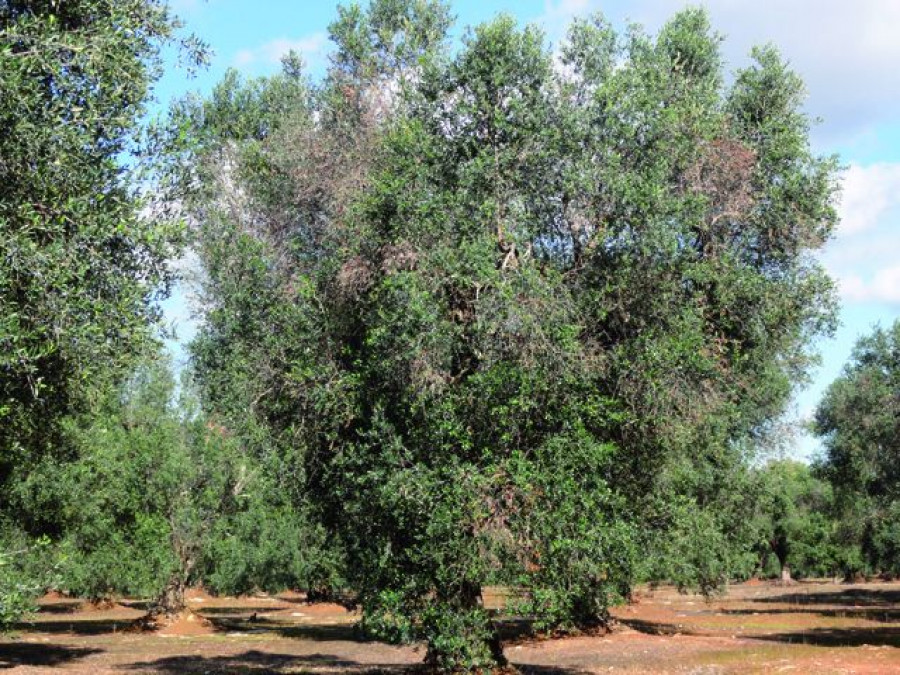 Asaja olivos xylella 4572