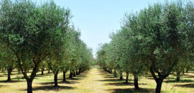 Campos olivos123rf 4568