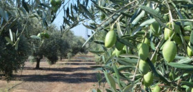 Xylella 4563