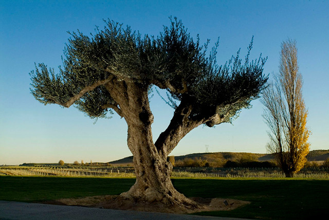 Donavarra 4531