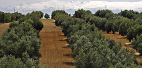 Olivares 4198