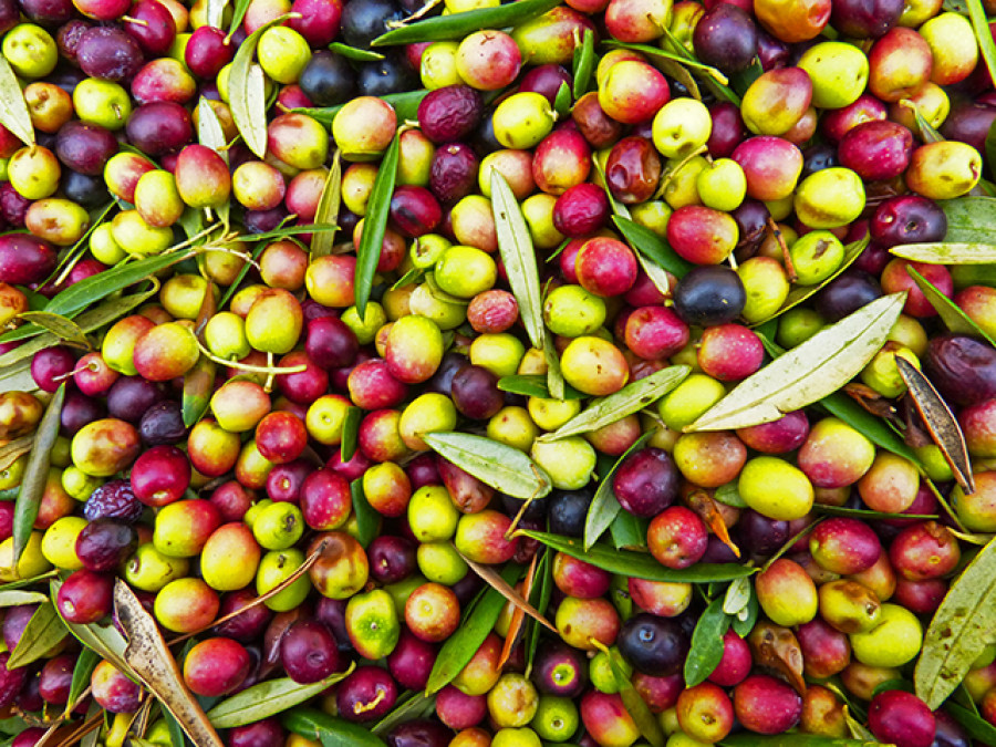 Extremadura ayudas 4195