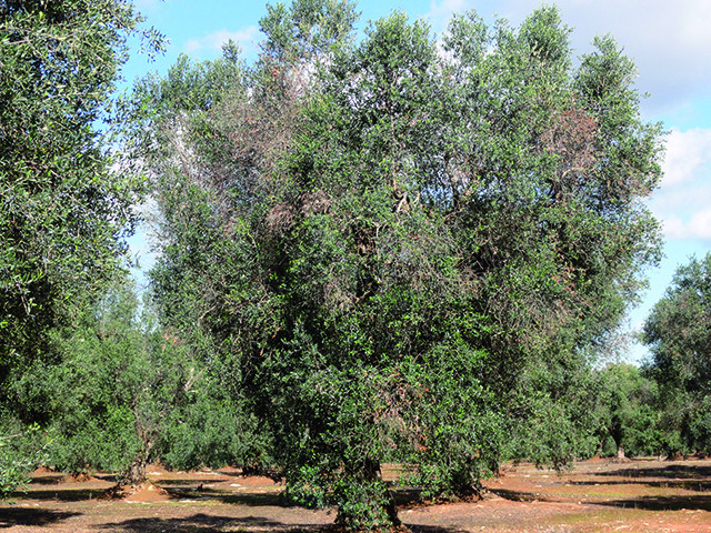 Xylellaefsa 4190