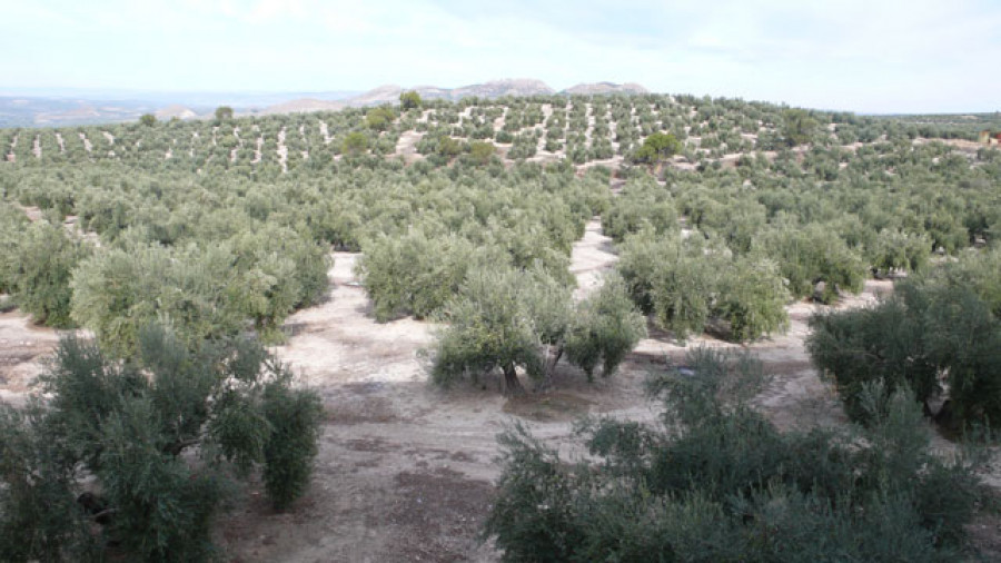 Erosionolivar 4177
