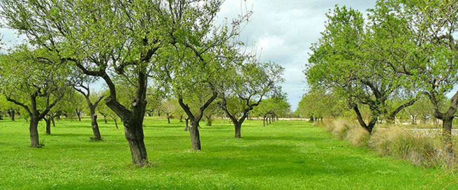 Valenciaagricultura 4157