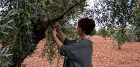 Olivossolidarios 4154