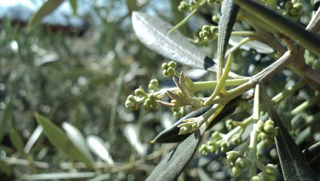 Xylellavector 4144