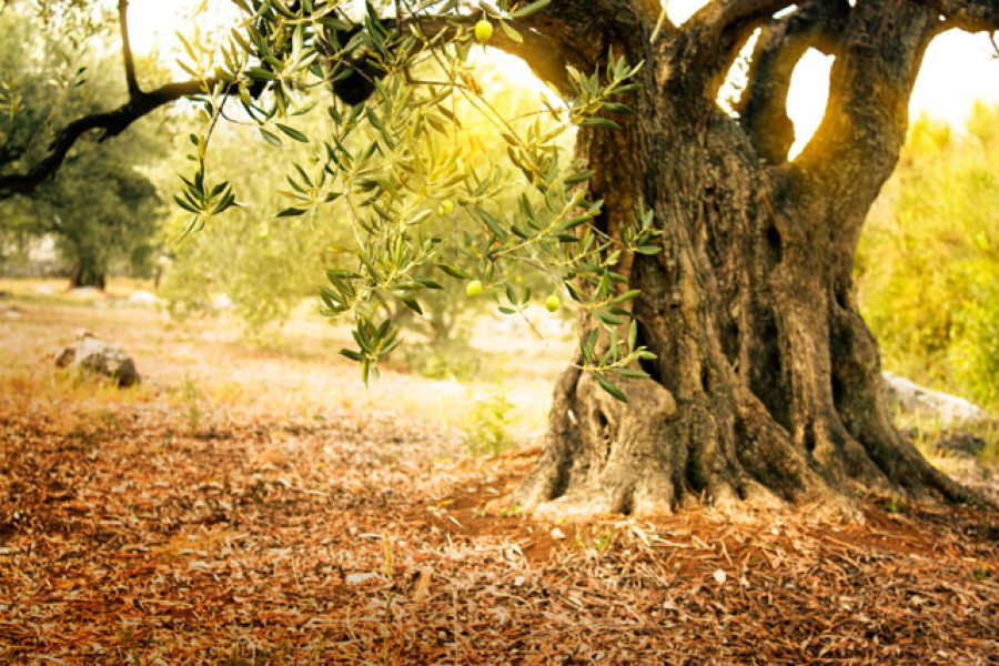Olivossolidarios 4119
