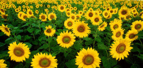 Girasol 4132