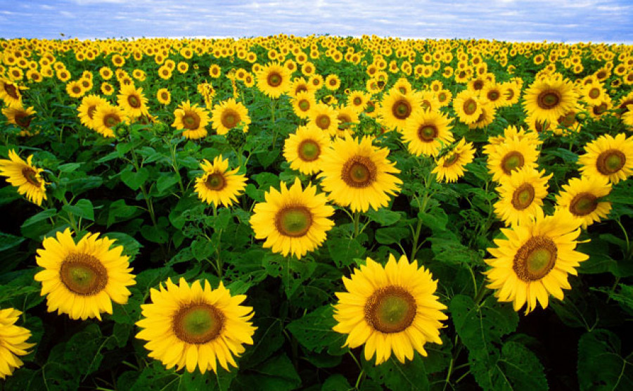 Girasol 4132