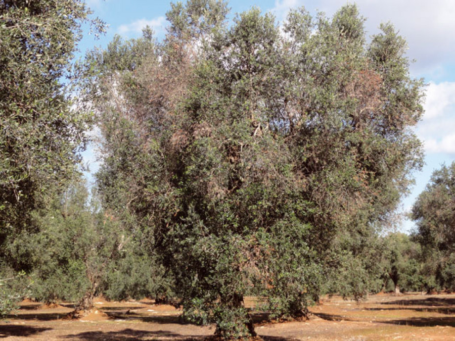 Asaja olivos xylella 4105