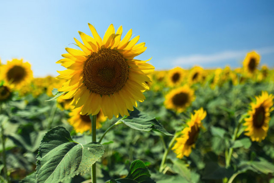 Cultivogirasol123rf 4093