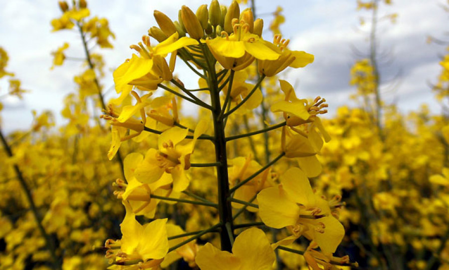 Biodiesel 4107