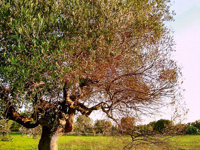 Xylella asaja 4065
