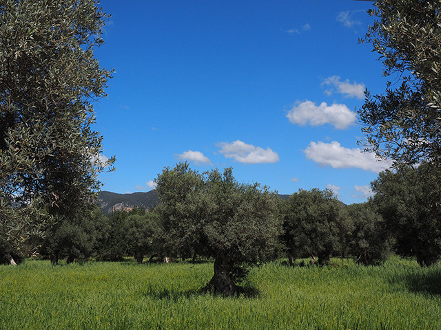 Olivos 4061