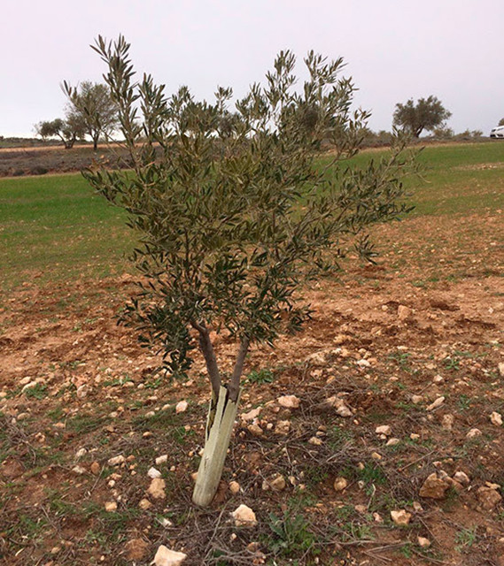 Xylella madrid 4039