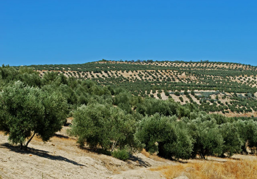 Olivares jaen 4030
