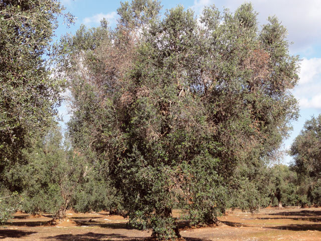 Asaja olivos xylella 4017