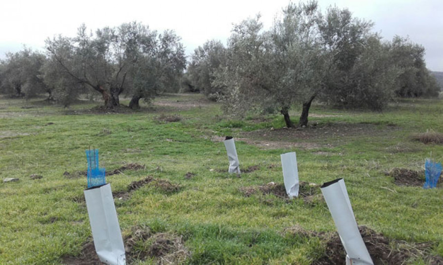 Islaaromaticas castillocane