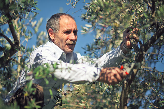 Agricultor trabajandoolivo1