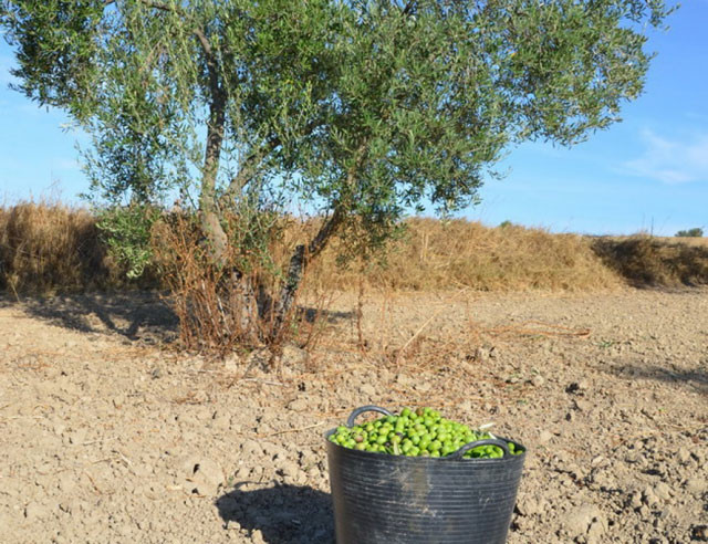 Asajasev xylella 3966