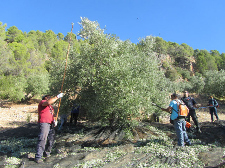 Rentaagraria 3956