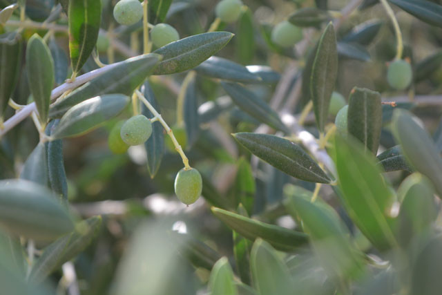Extremadura 3899