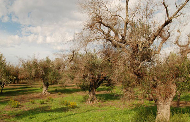 Xylella portada 3900