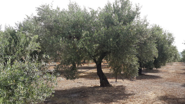 Manuelperujo 3880