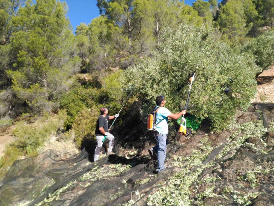 Dosierrasegura 3831