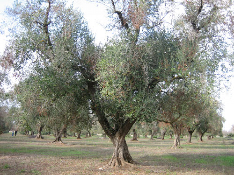 Xylella 3792