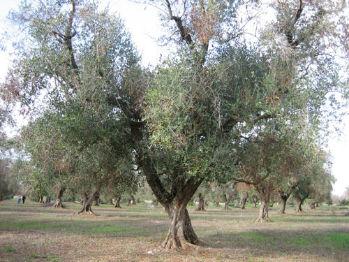 Xylella 3792