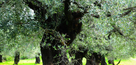 Olivo 3714