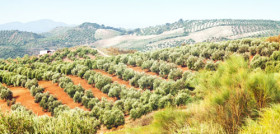 Olivo 3709