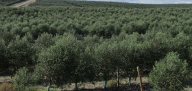 Olivicultura 3614