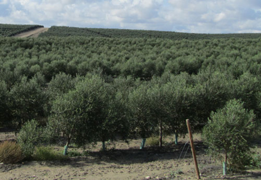 Olivicultura 3614