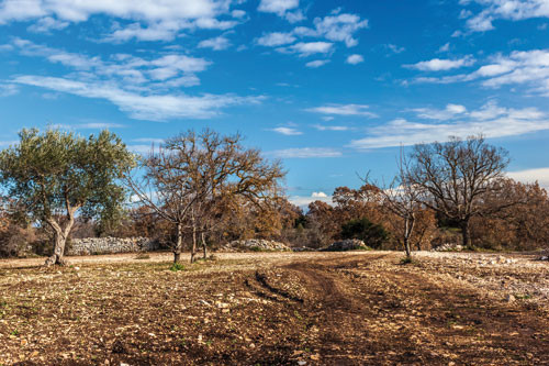 Xylella 3605