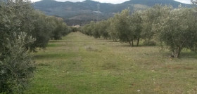 Dosierrasegura 3596