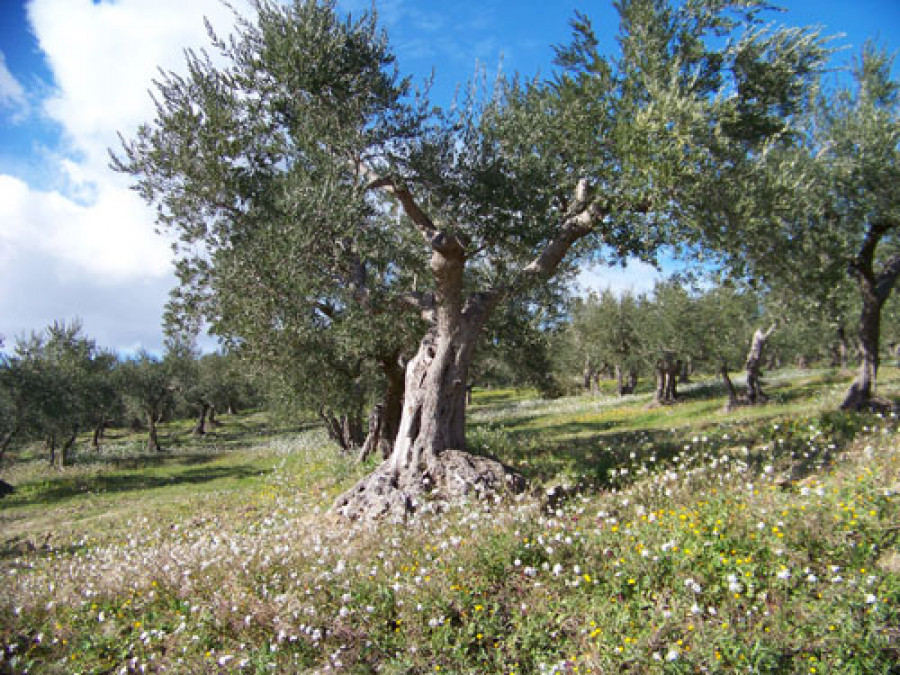 Premio3537