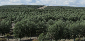 Pac jaen 3487