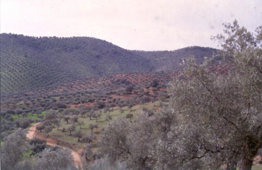 Olivar ecologico 3419